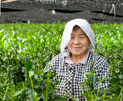 Japanese tea farmer in a ceremonial grade matcha field, representing Tieman's supplier Aiya founded in 1888